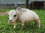 vaca-mica-rani (12)