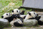 ursi panda