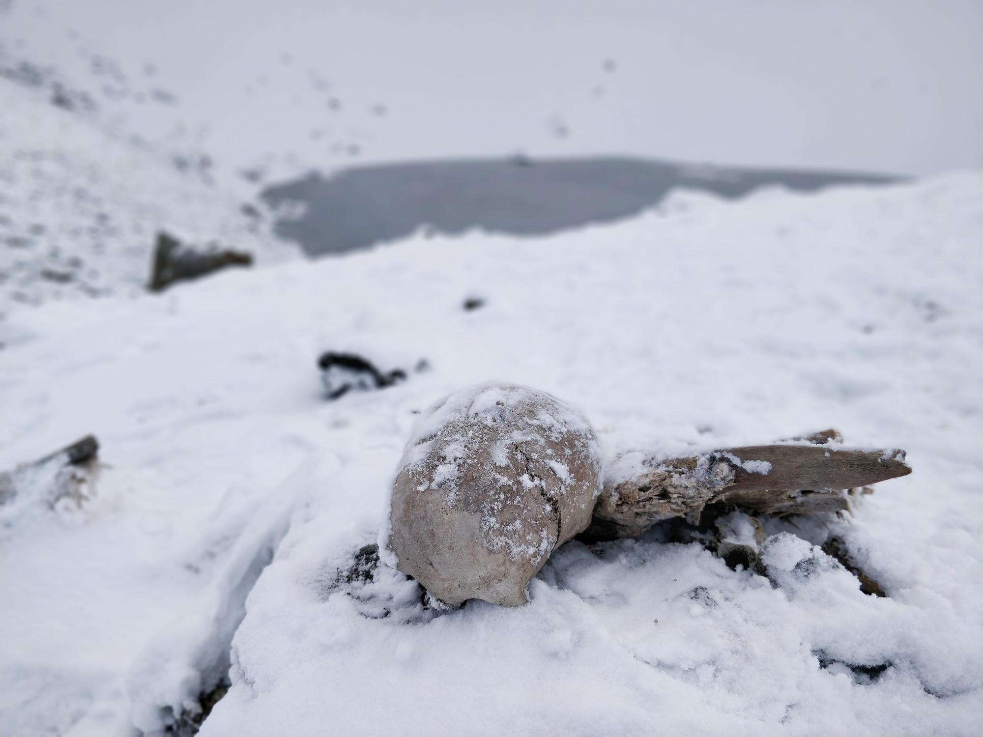 Naturally preserved ancient human skeletons under snow found beside high altitude alpine Roopkund lake in Indian Himalayas.