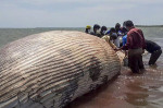 profimedia-balena moarta sri lanka