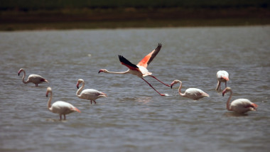 Păsări flamingo