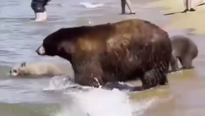 O ursociacă cu pui intră în apă să se răcorească.