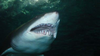 Imagine sugestivă cu un rechin.