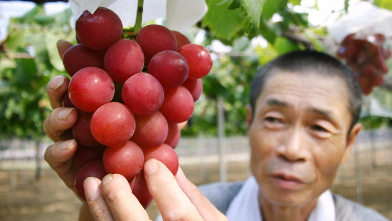 Japanese farmer Tsutomu Takemori displays a cluster of recently-developed "Ruby Roman" grapes
