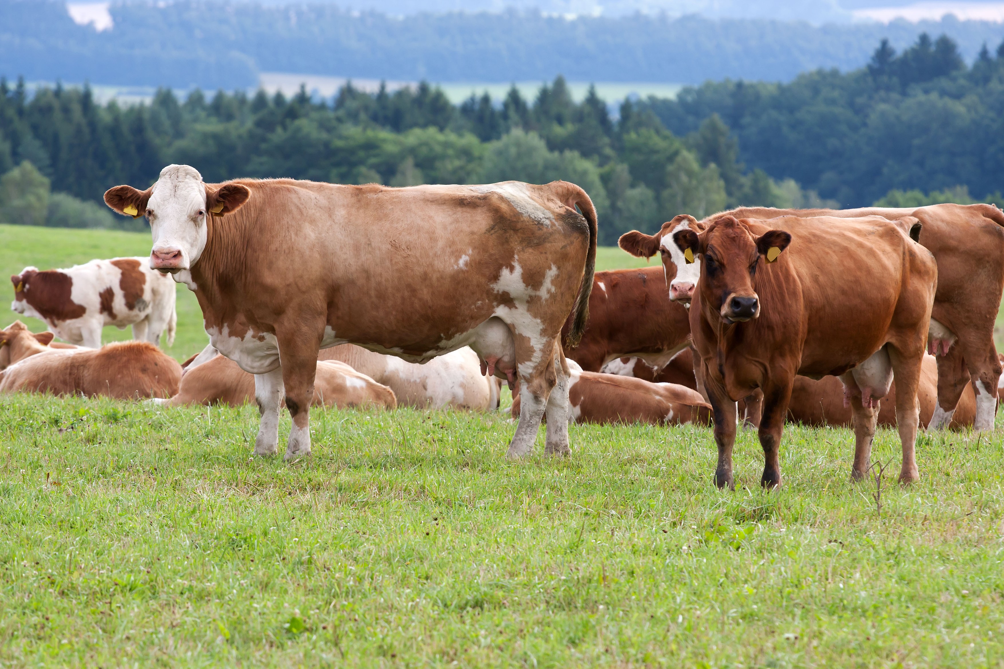 Doi bărbați din Botoșani, reținuți după ce au furat 14 animale lăsate la păscut pe câmp