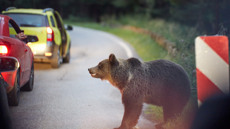 Urs la marginea unui drum în România, printre maşini
