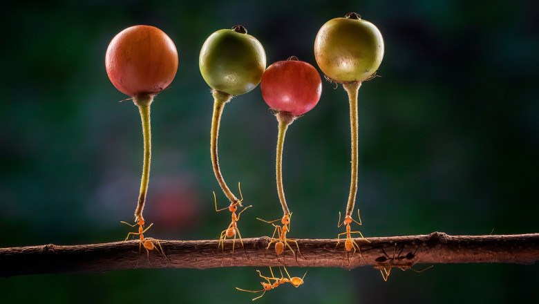 Patru furnici de doi centimetri merg la unison pe o ramură, transportând fiecare câte o cireașă sălbatică.