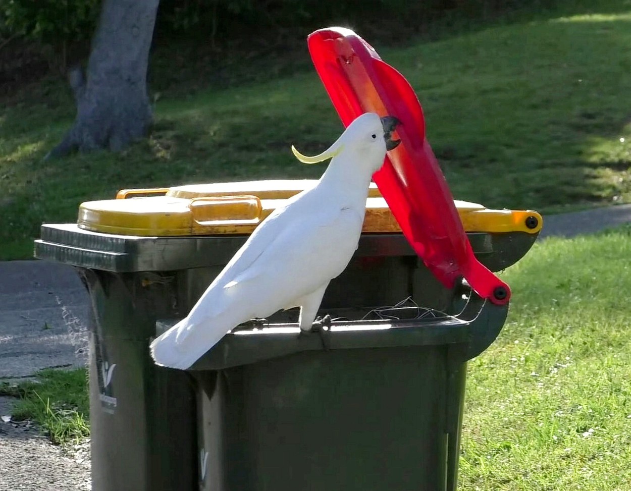 Papagalii cu creasta, pe post de ursi gunoieri in Australia. Cum au invatat inteligentele pasari sa deschida tomberoanele