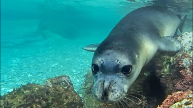 o focă-călugăr sub apă