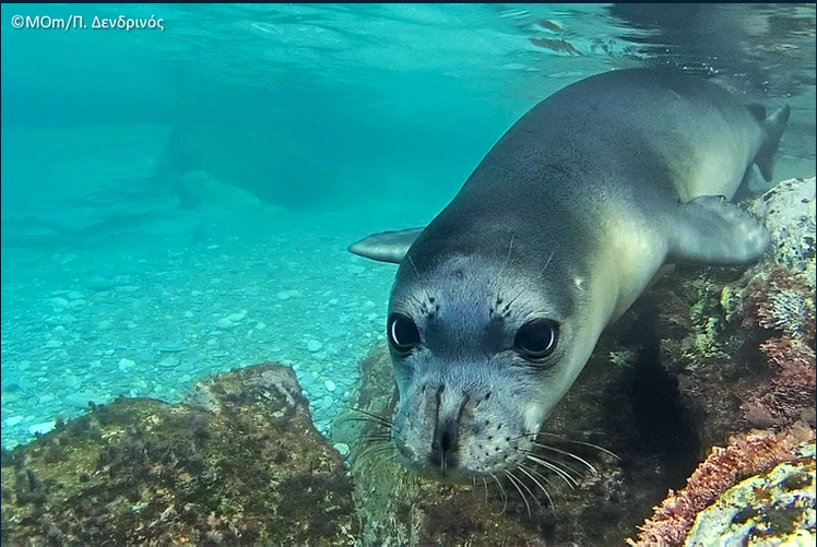 Grecia il cauta pe ucigasul lui Kostis, foca simbol din Alonissos