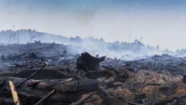 pădure arsă ân Australia după un incendiu de vegetație