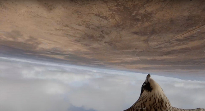 'A falcon stole my drone' - amazing footage as bird of prey swoops at 2,300 ft hoping for tasty meal