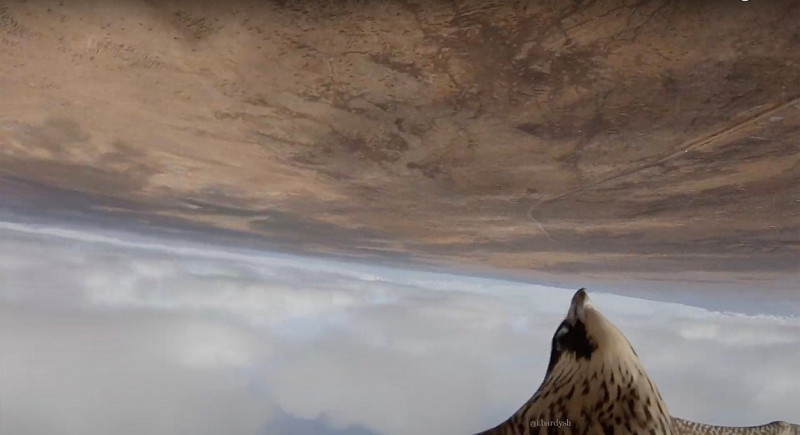 'A falcon stole my drone' - amazing footage as bird of prey swoops at 2,300 ft hoping for tasty meal