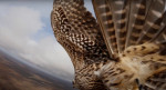 'A falcon stole my drone' - amazing footage as bird of prey swoops at 2,300 ft hoping for tasty meal