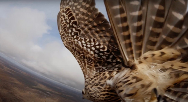 'A falcon stole my drone' - amazing footage as bird of prey swoops at 2,300 ft hoping for tasty meal