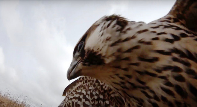 'A falcon stole my drone' - amazing footage as bird of prey swoops at 2,300 ft hoping for tasty meal