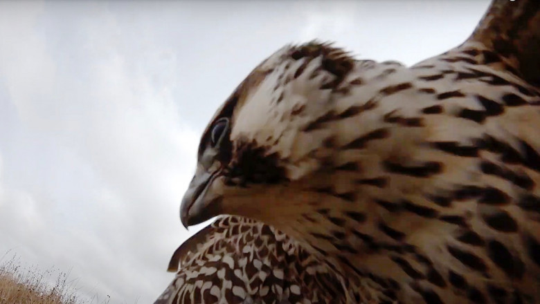 'A falcon stole my drone' - amazing footage as bird of prey swoops at 2,300 ft hoping for tasty meal