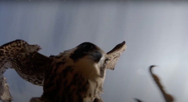 'A falcon stole my drone' - amazing footage as bird of prey swoops at 2,300 ft hoping for tasty meal