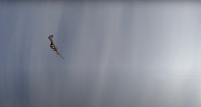 'A falcon stole my drone' - amazing footage as bird of prey swoops at 2,300 ft hoping for tasty meal