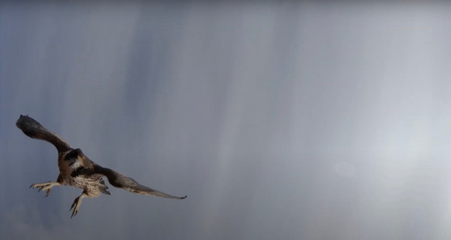 'A falcon stole my drone' - amazing footage as bird of prey swoops at 2,300 ft hoping for tasty meal