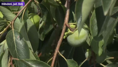 Arbust al unui fruct exotic la statiunea de cercetare de la Dăbuleni.