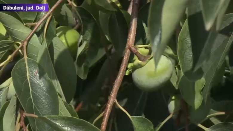 Arbust al unui fruct exotic la statiunea de cercetare de la Dăbuleni.