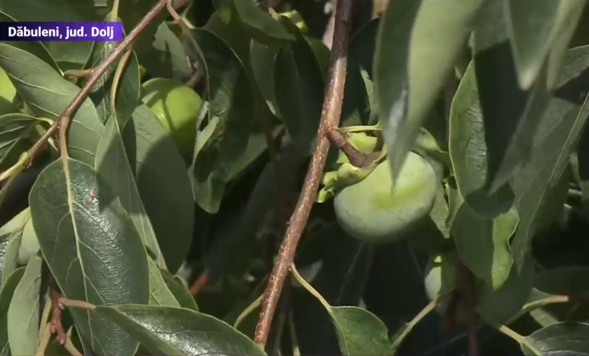 Noi soiuri in „patria pepenilor”, din cauza schimbarii climei. La Dabuleni se pregatesc culturi de fistic, kiwi, masline si curmale