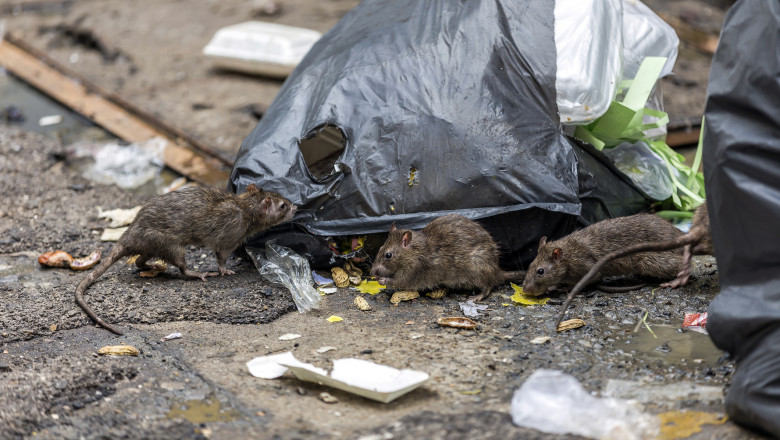 Three dirty mice eat debris next to each other. Rubbish bag On the wet floor and very foul smell. Selective focus.