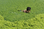 Invazie de alge pe plajele din provincia chineză Qingdao