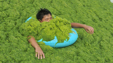 Invazie de alge pe plajele din provincia chineză Qingdao