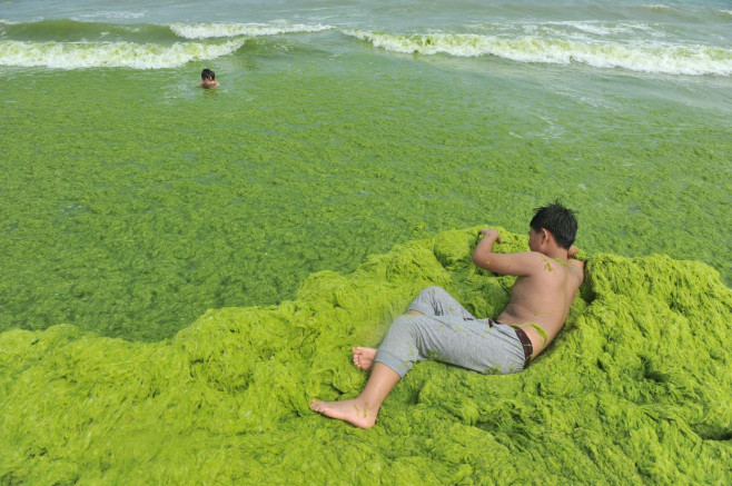 Invazie de alge pe plajele din provincia chineză Qingdao