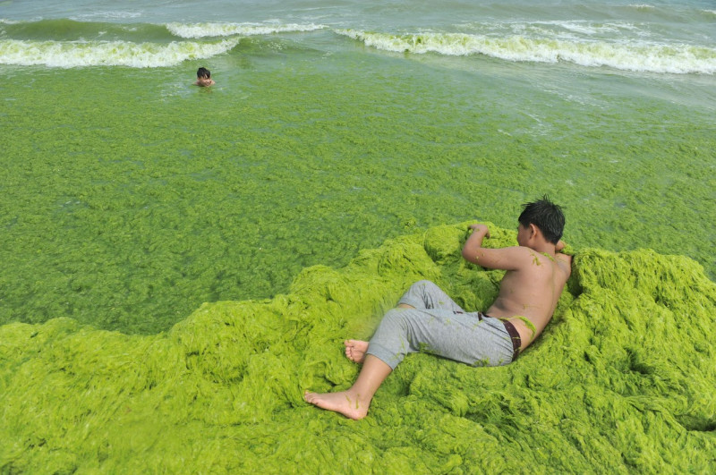 Invazie de alge pe plajele din provincia chineză Qingdao