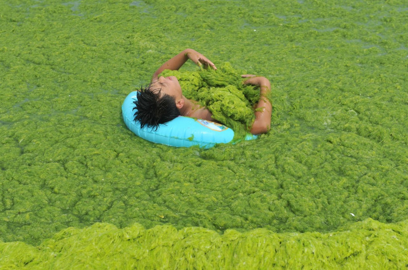 Invazie de alge pe plajele din provincia chineză Qingdao