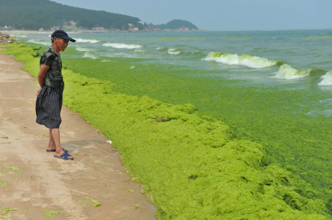 Invazie de alge pe plajele din provincia chineză Qingdao