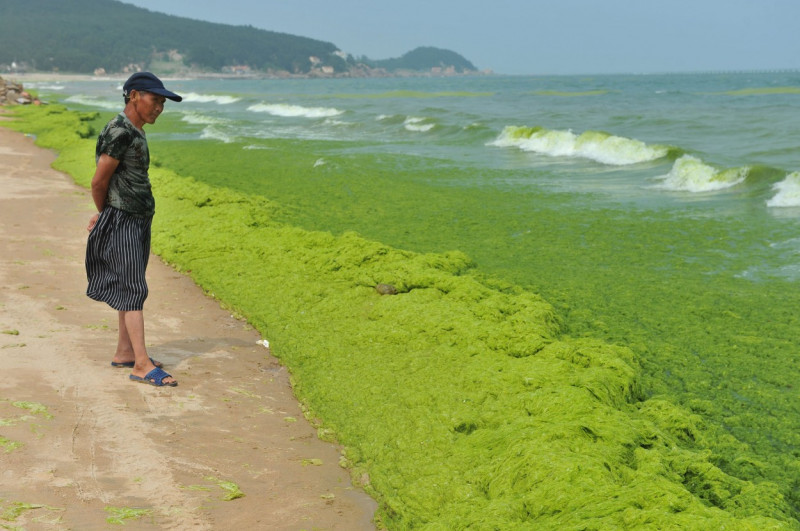 Invazie de alge pe plajele din provincia chineză Qingdao