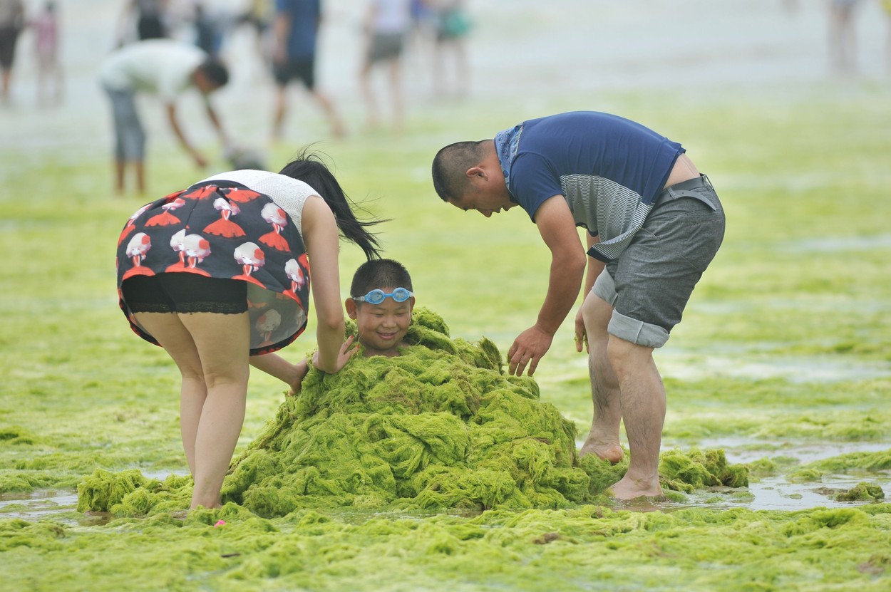 Invazie de alge pe plajele din provincia chineză Qingdao.