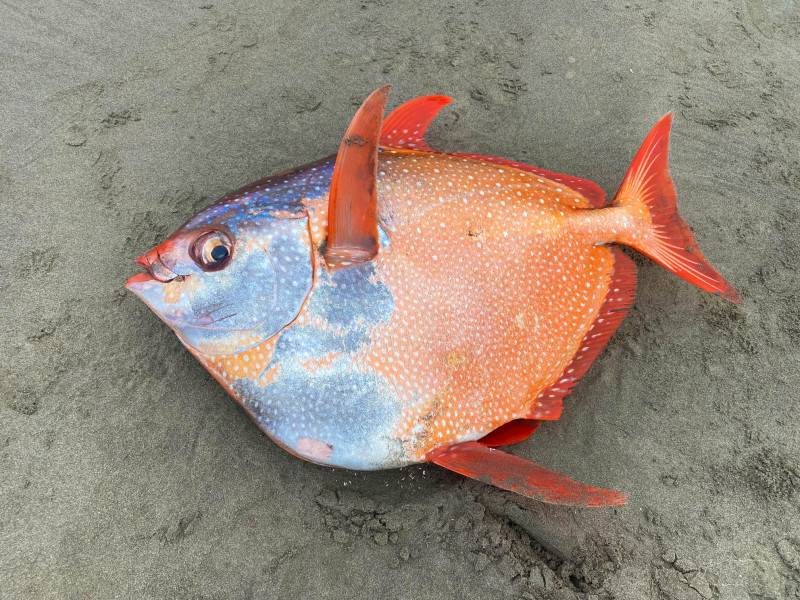 Pește tropical uriaș descoperit pe o plajă din SUA