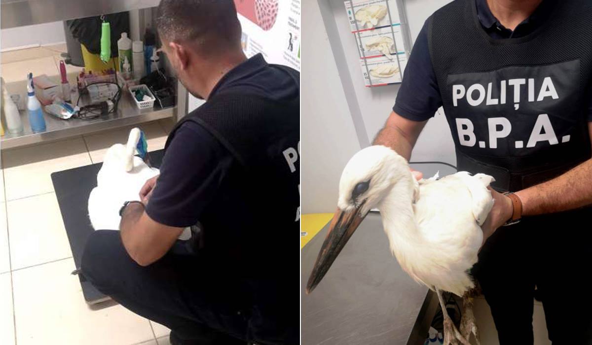 O barza şi o lebada ranite au fost salvate de poliţiştii Biroului de Protecţia Animalelor din Neamt