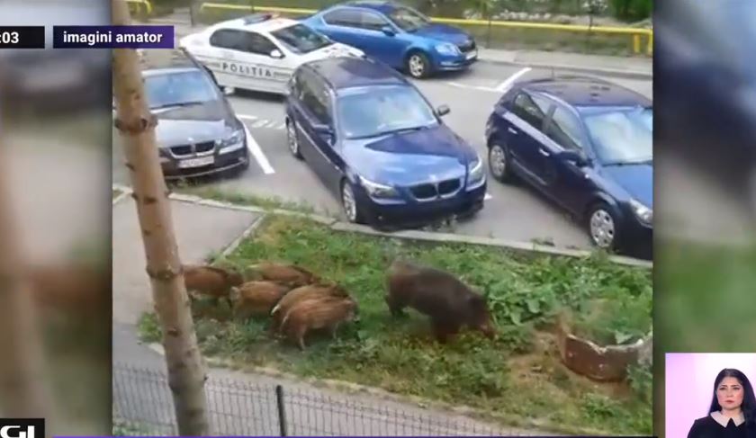 VIDEO. O turma de porci mistreti a fost escortata de politie in Sinaia