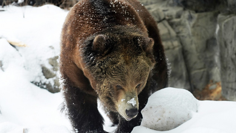 urs grizzly care merge prin zăpadă