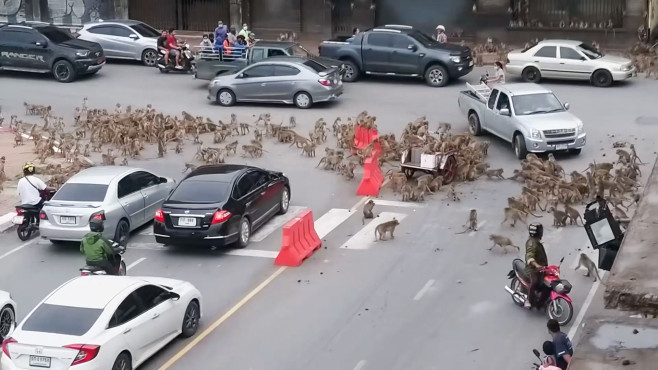 Rival wild monkeys have huge gang fight in front of shocked drivers