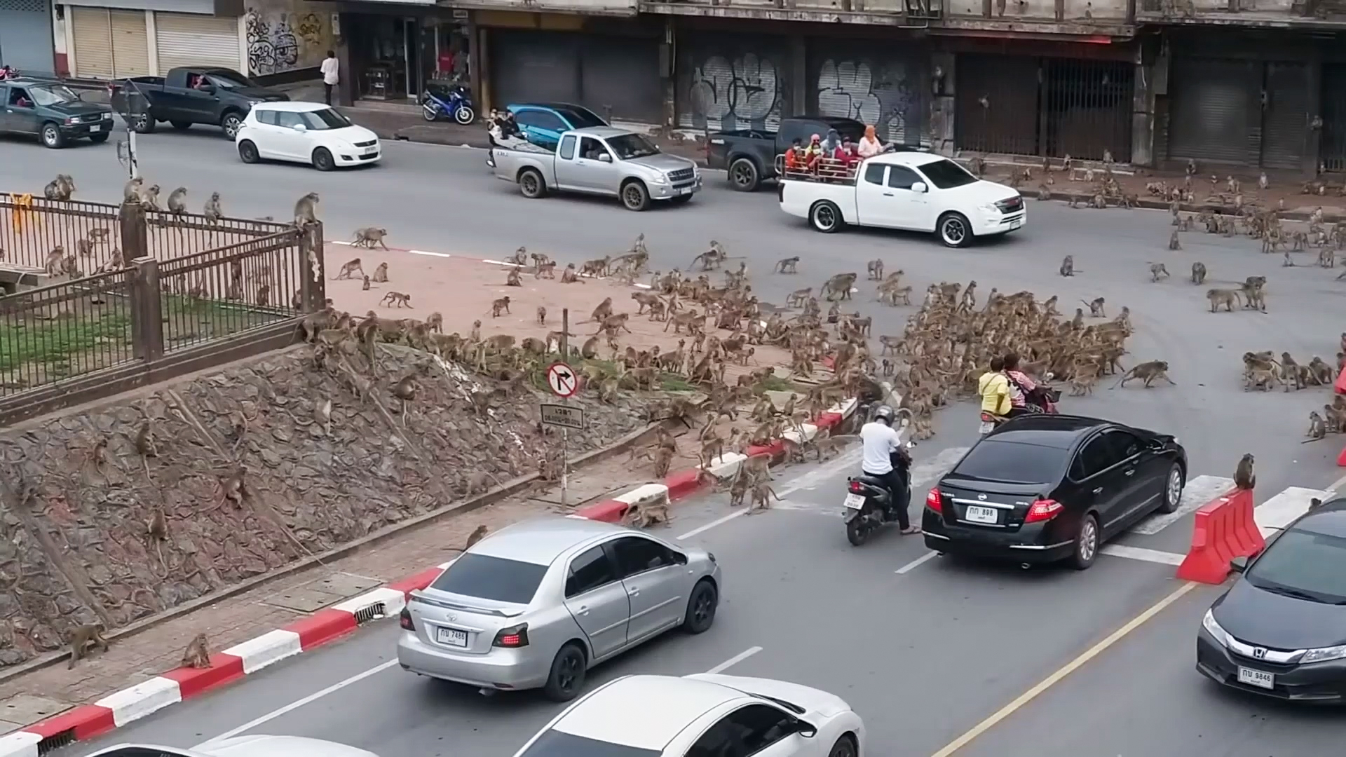 Rival wild monkeys have huge gang fight in front of shocked drivers