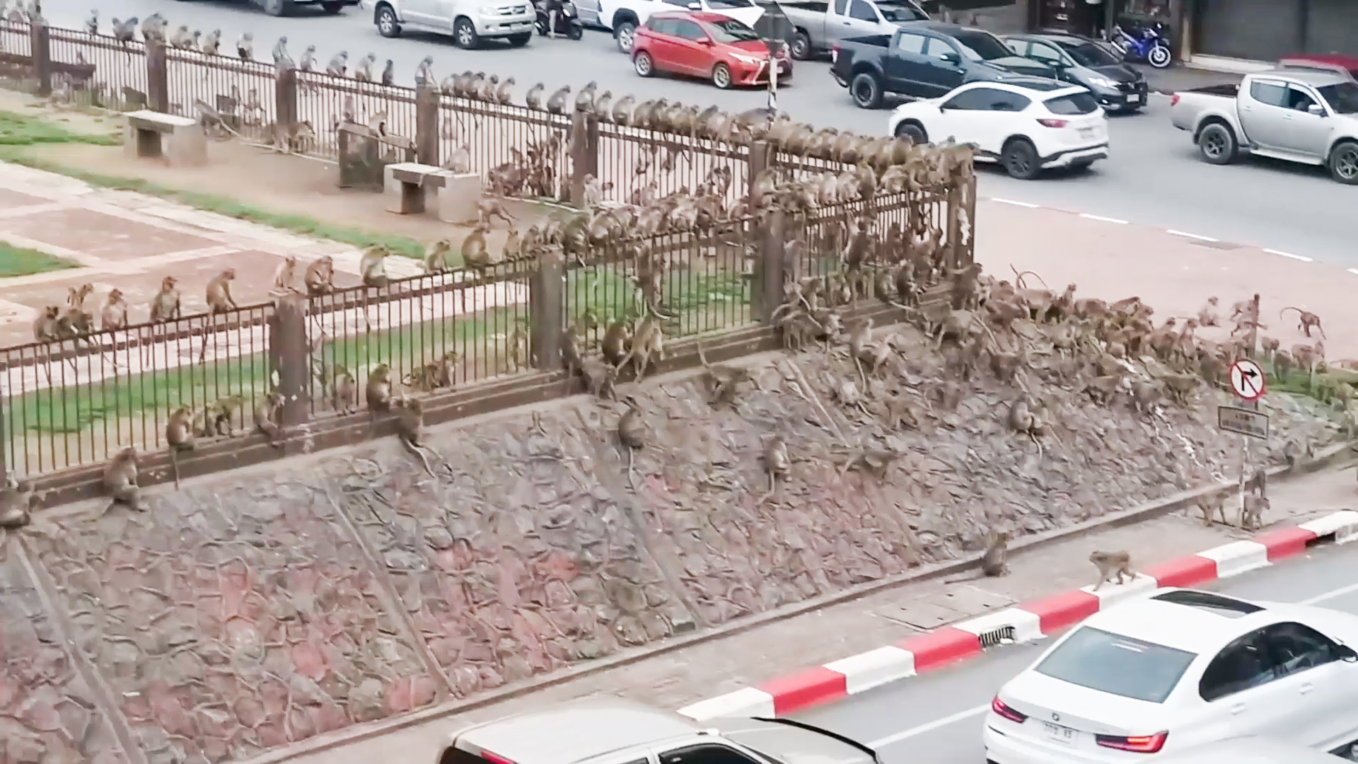 Rival wild monkeys have huge gang fight in front of shocked drivers