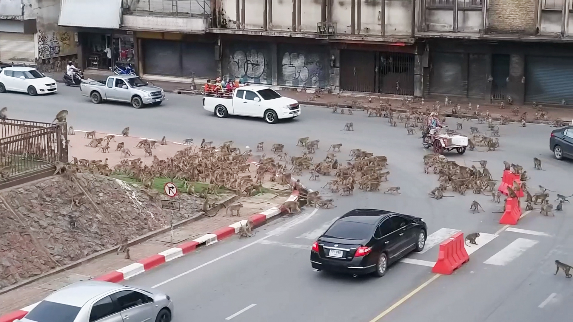 Rival wild monkeys have huge gang fight in front of shocked drivers