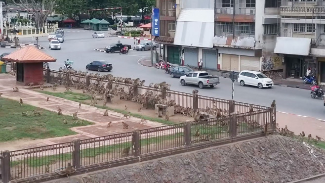 Rival wild monkeys have huge gang fight in front of shocked drivers