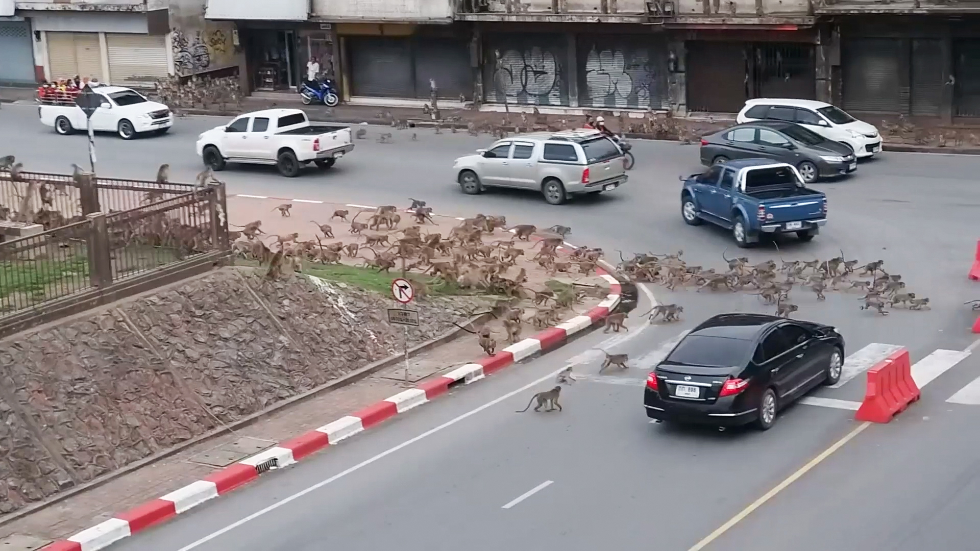 Rival wild monkeys have huge gang fight in front of shocked drivers