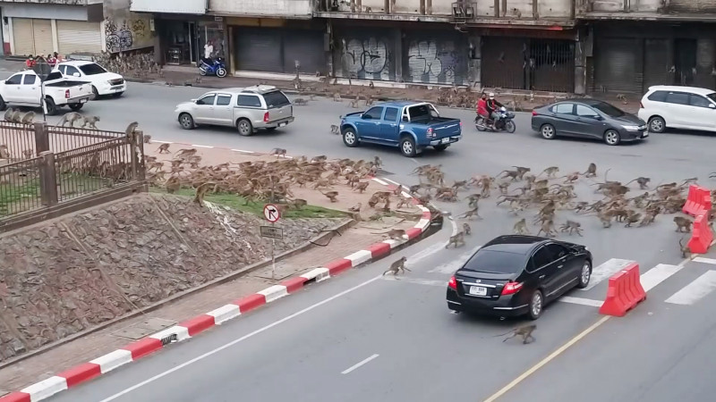 Rival wild monkeys have huge gang fight in front of shocked drivers