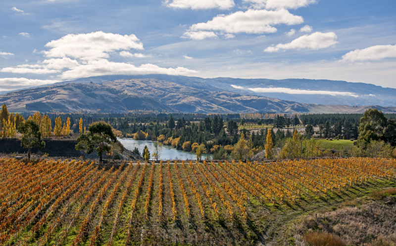 Autumn vineyard in New Zealand