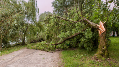 copac rupt de furtuna
