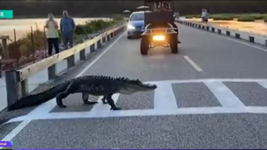 Aligator filmat în timp ce traversează pe trecerea de pietoni
